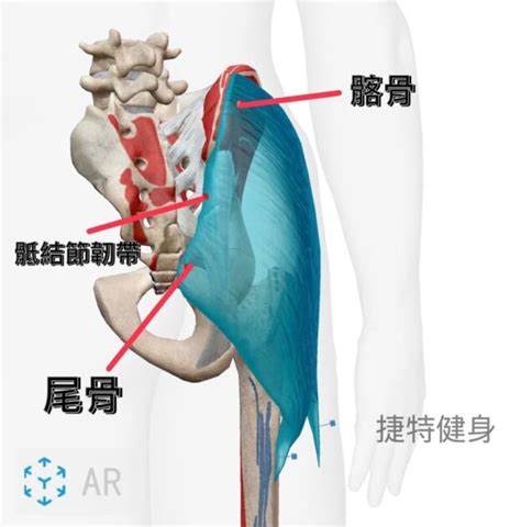 臀部|臀部肌群【肌肉介紹10】動作、肌肉起止點